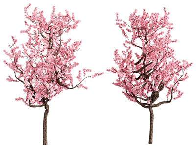 现代樱花树