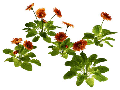 现代雏菊 花草植物