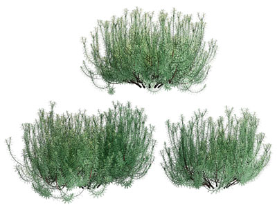 现代花草植物