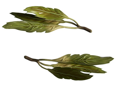 树木 树叶