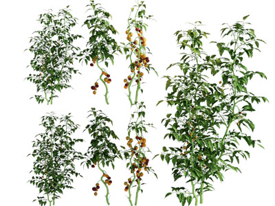 现代番茄蔬菜农作物灌木植物 菜苗野菜番茄植物蔬菜水
