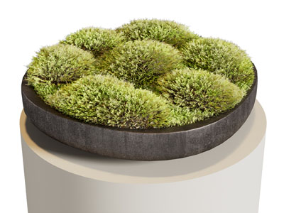 苔藓 藓类植物 植物摆件