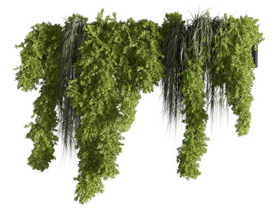 现代藤蔓植物