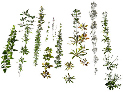 现代花草花卉植物
