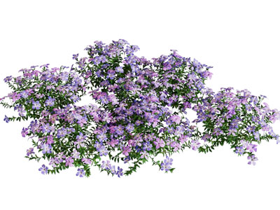现代紫色花朵的花草花卉