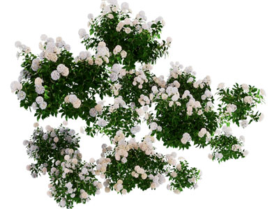 现代花八仙花 混合绣球花洋绣球