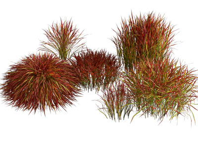 现代花草花卉 日本血草
