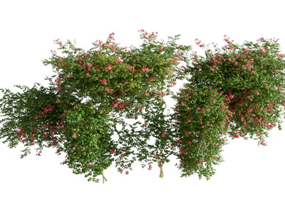 现代凌霄花