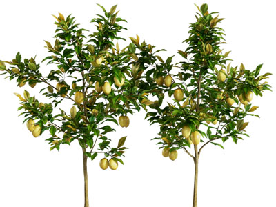 柠檬树 小树木 乔木树