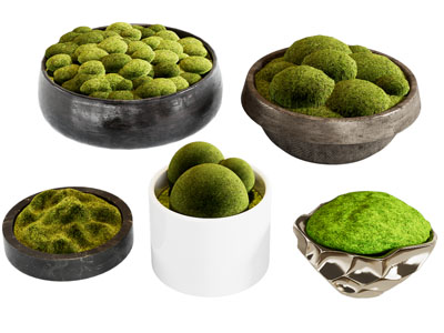 苔藓绿植盆景盆栽 苔藓小品装饰盆栽