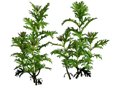 美女樱植物