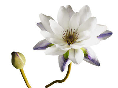 现代花卉 花苞