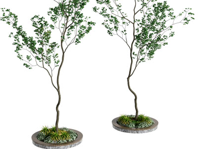 现代景观树木 树池