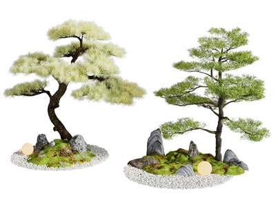 是新中式松树景观树 庭院小品 庭院景观 迎客松 松树盆