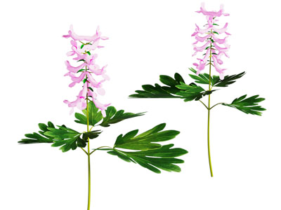 藏红花 花草 草药 中药