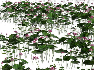 现代荷塘荷花水景