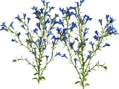 现代花卉花草植物