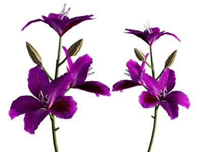 花