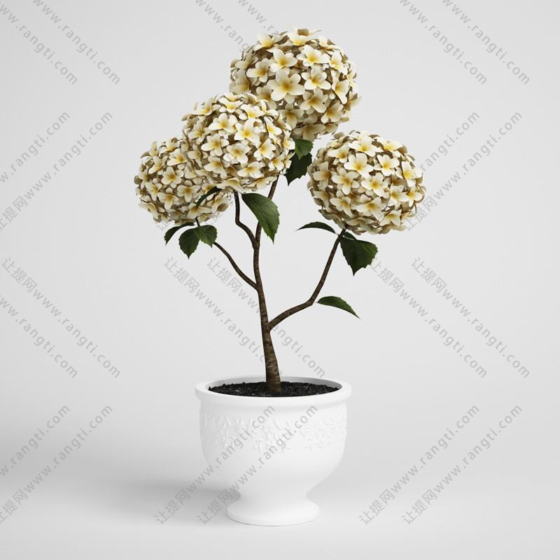 黄色绣球花盆栽花卉、花艺