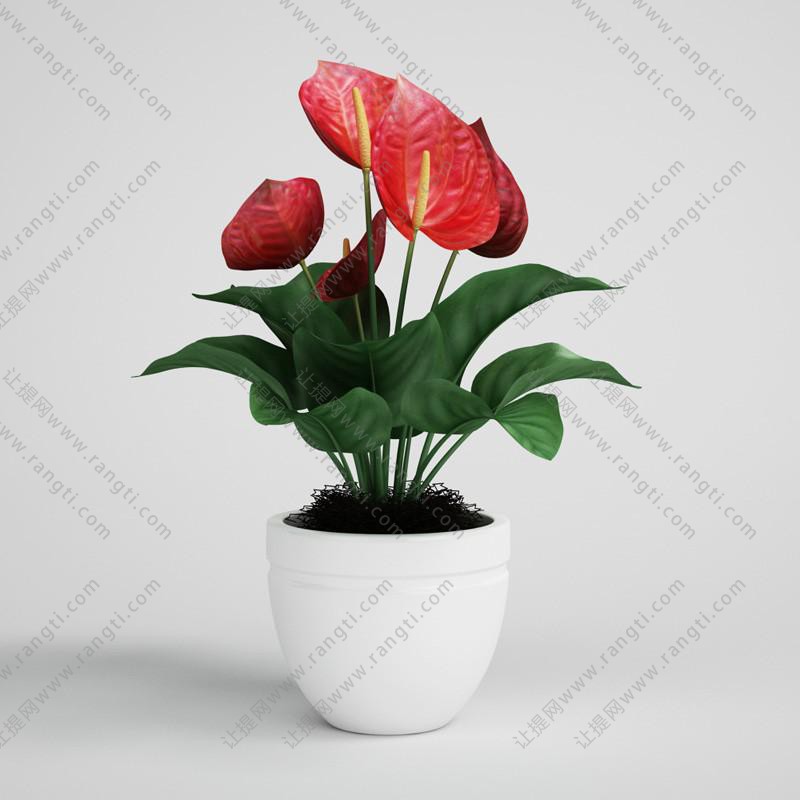 花烛花卉盆栽、花艺