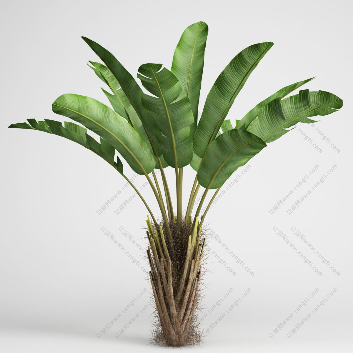 旅人蕉、景观植物、绿植
