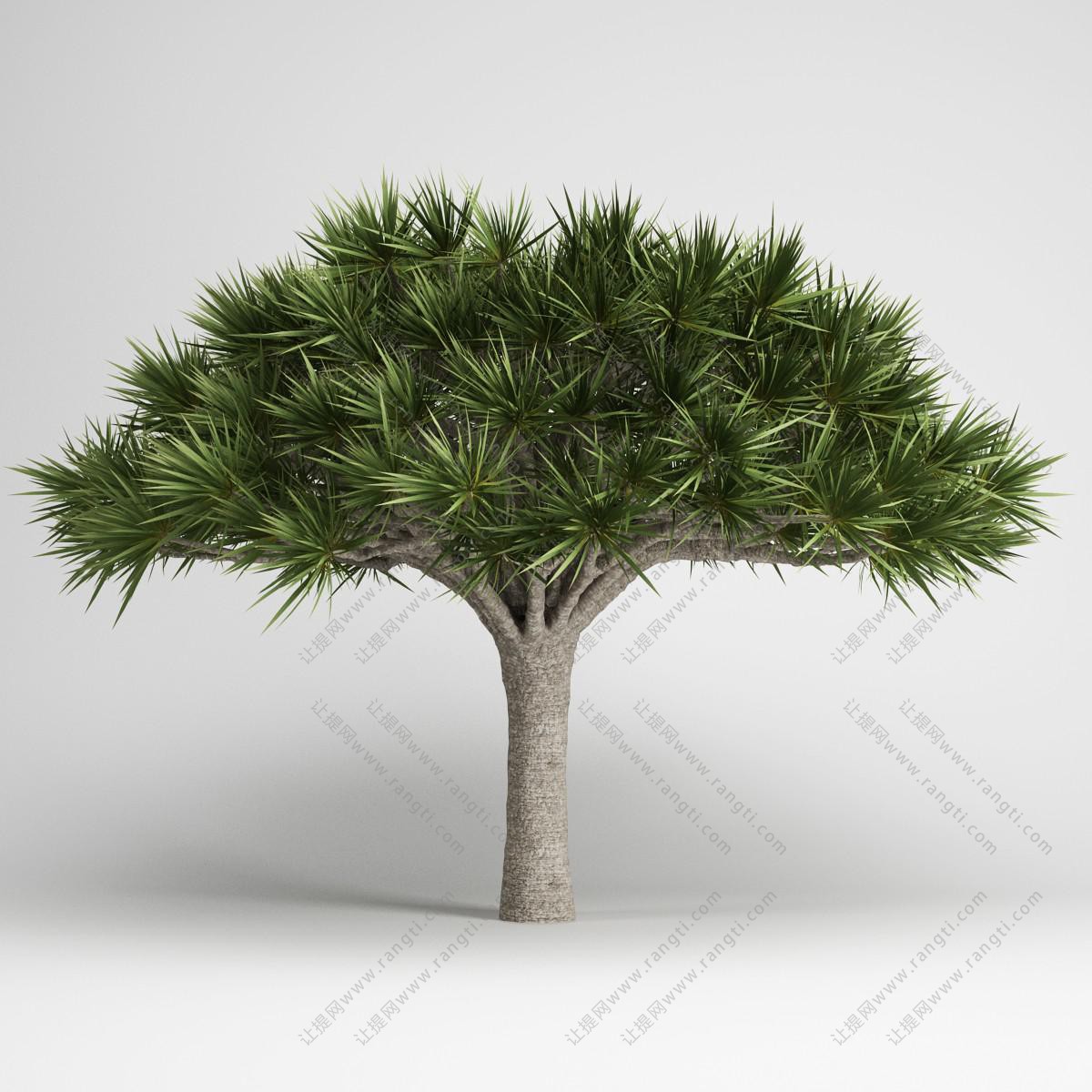 低矮象脚丝兰树、景观植物树