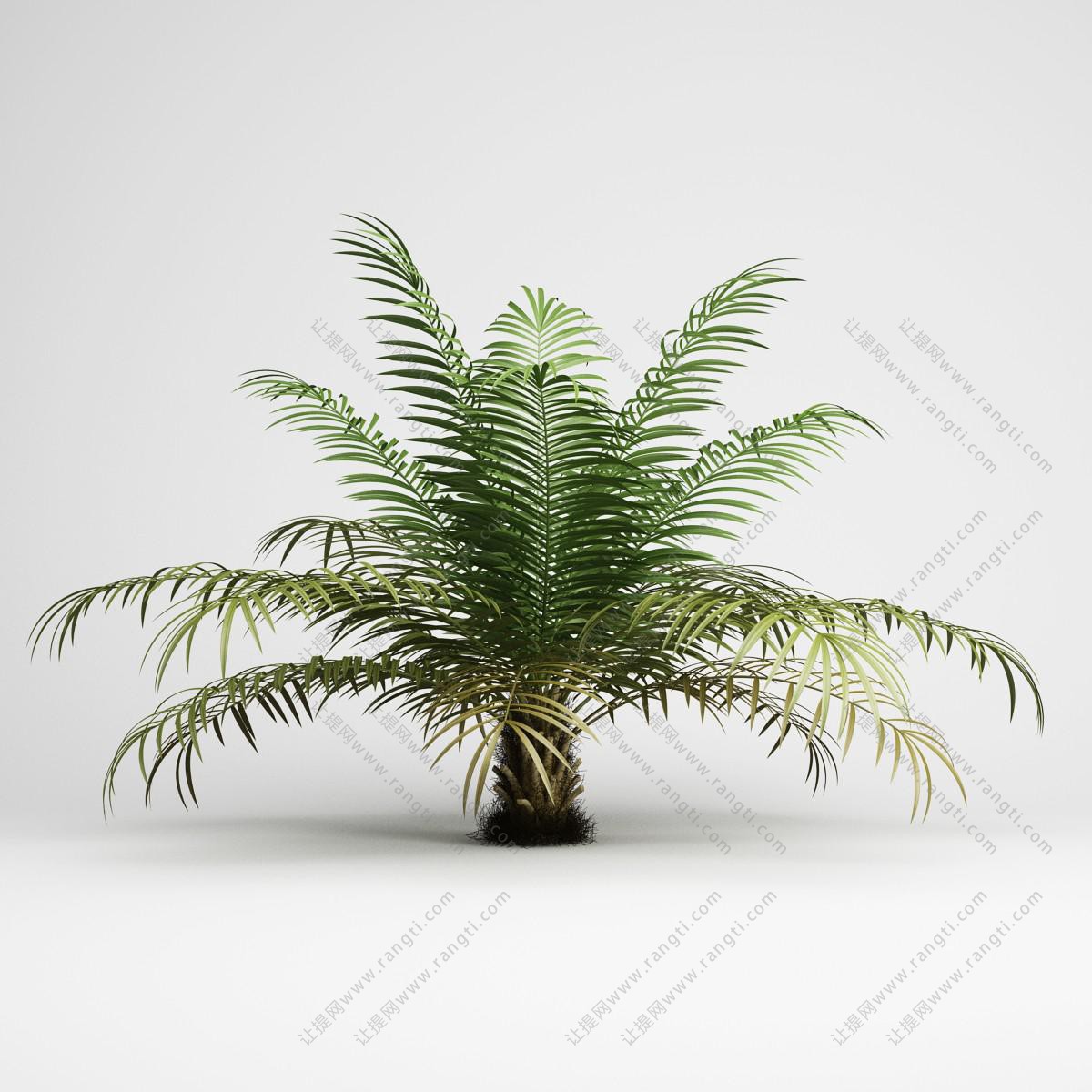 铁树、热带植物树、灌木