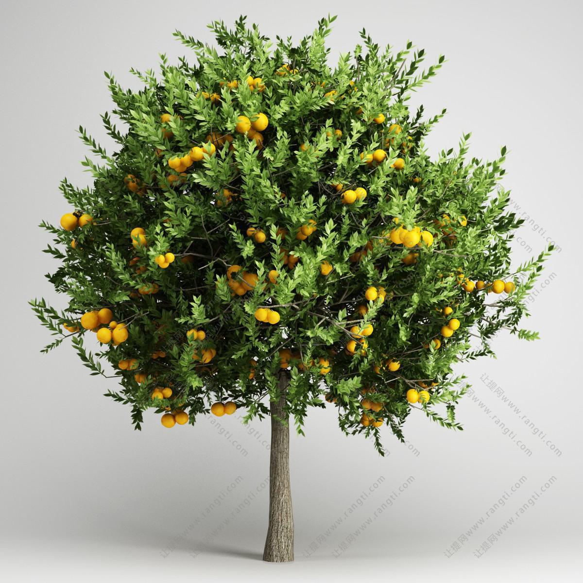 桔子树、景观植物树木