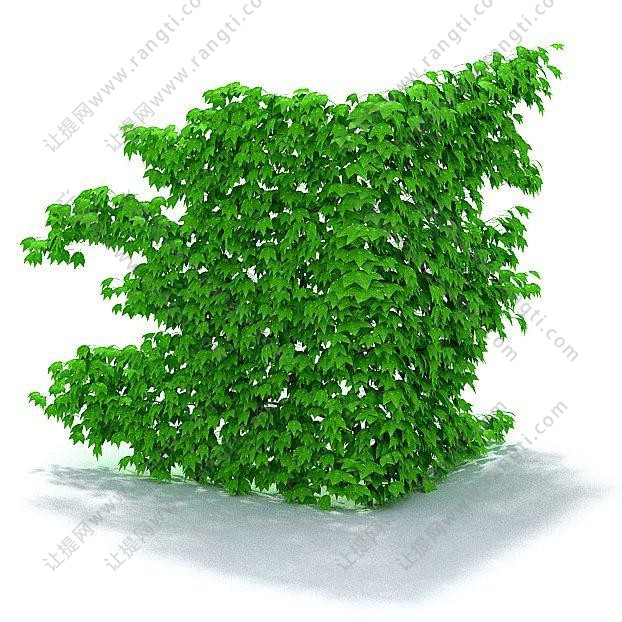 在拐角墙上的常春藤植物墙