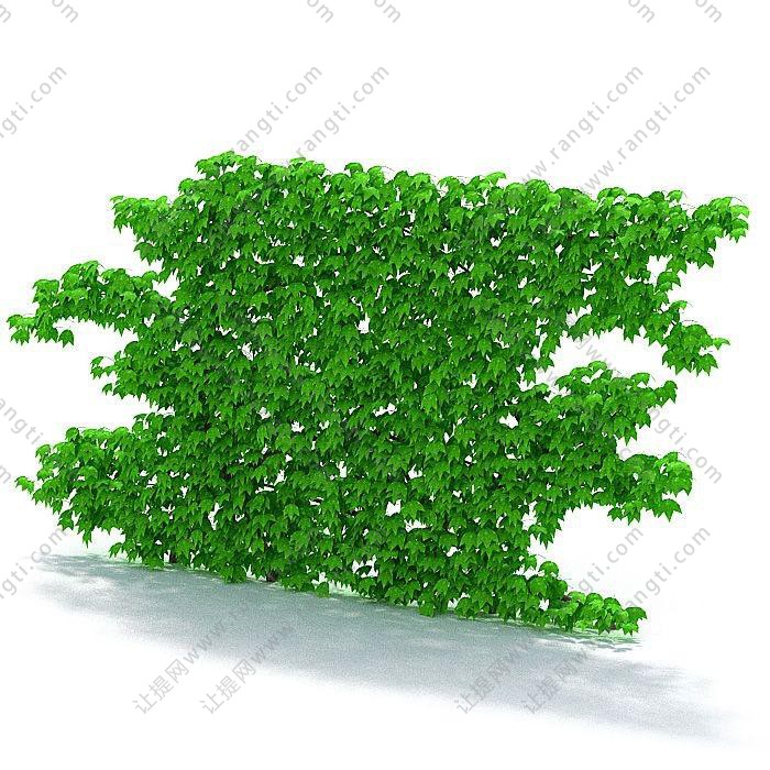 在单面墙上的常春藤植物墙