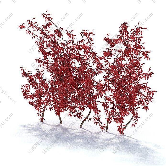 直行排列红色叶子灌木景观植物
