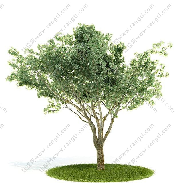 近似菱形状树叶景观树木 乔木