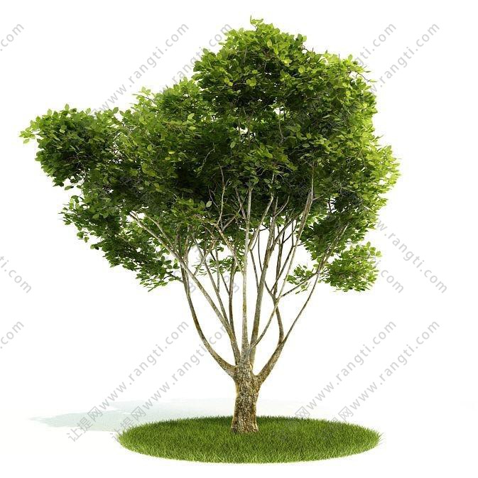 叶子先端尖的多枝景观树木 乔木