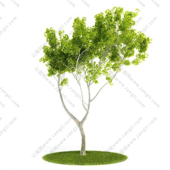 向上多细枝的景观树木 乔木