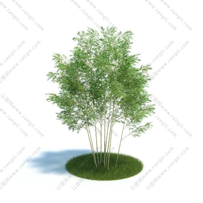 多株竹子花草植物