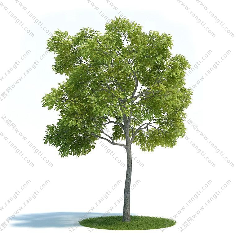 形似洋槐树的景观树木 乔木