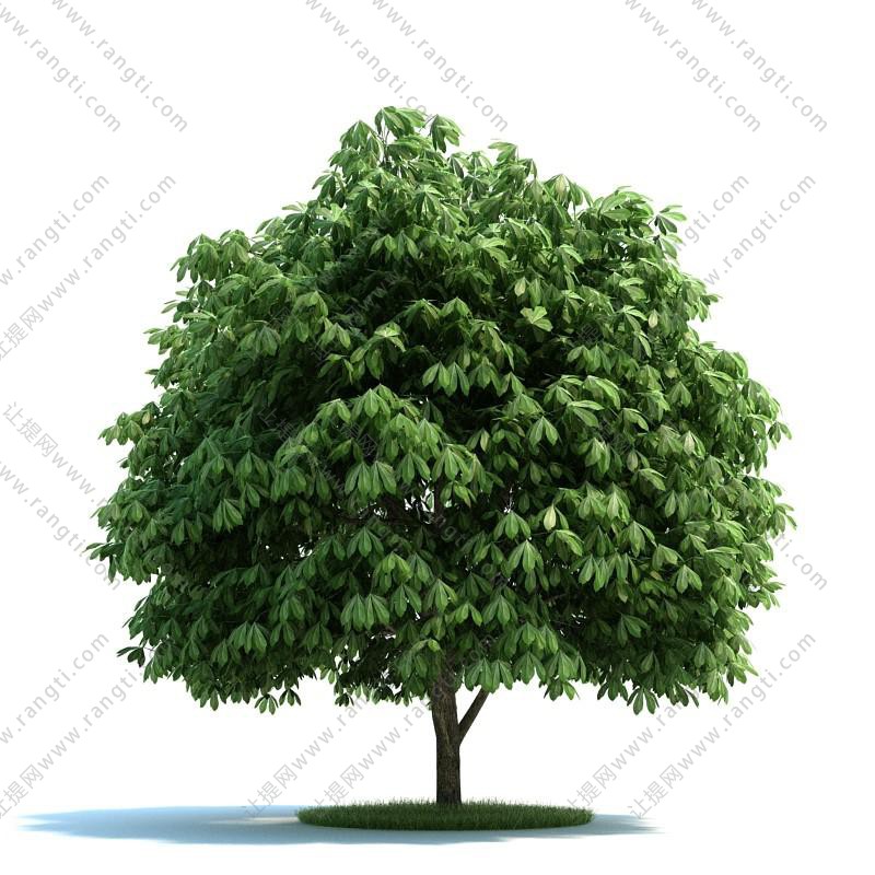 七叶树景观树木
