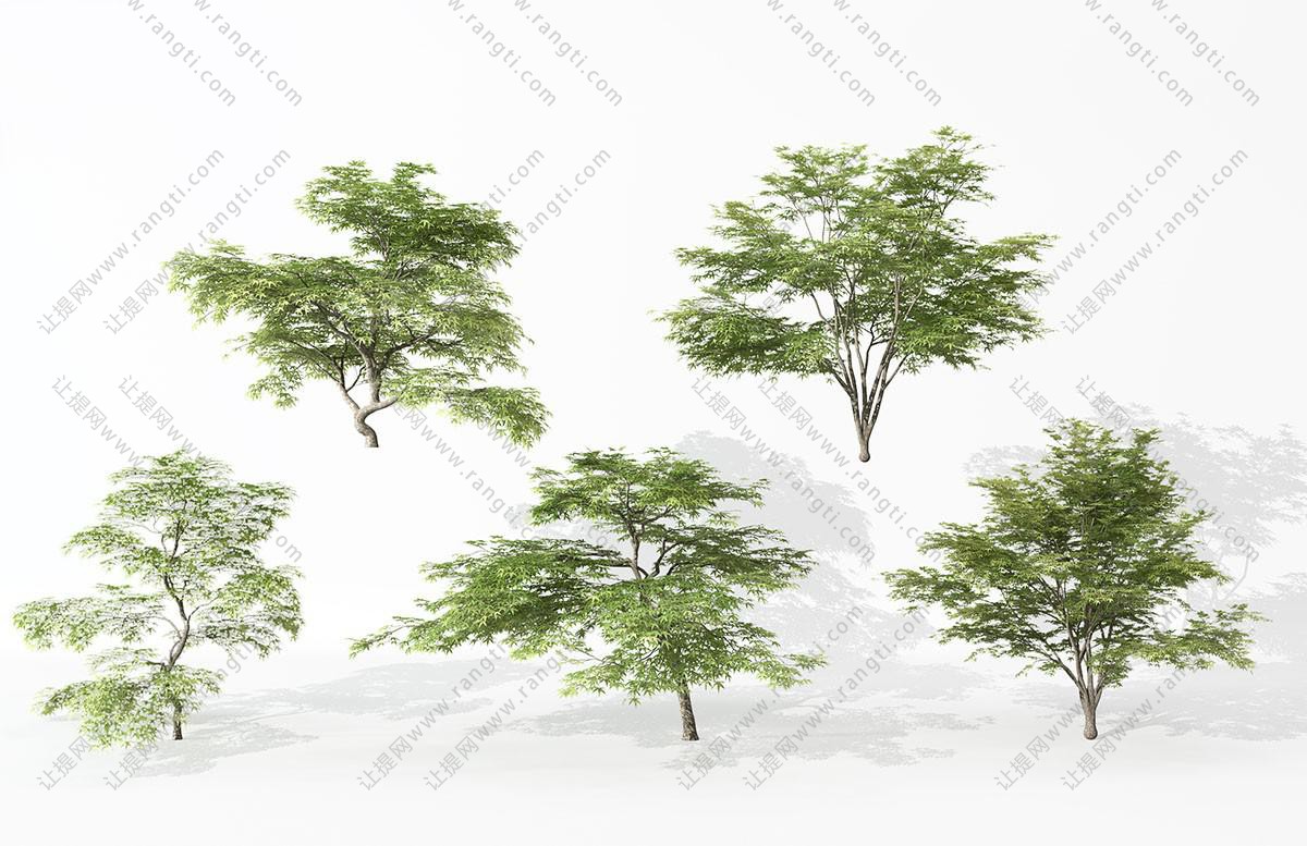 类似竹柏的景观树木