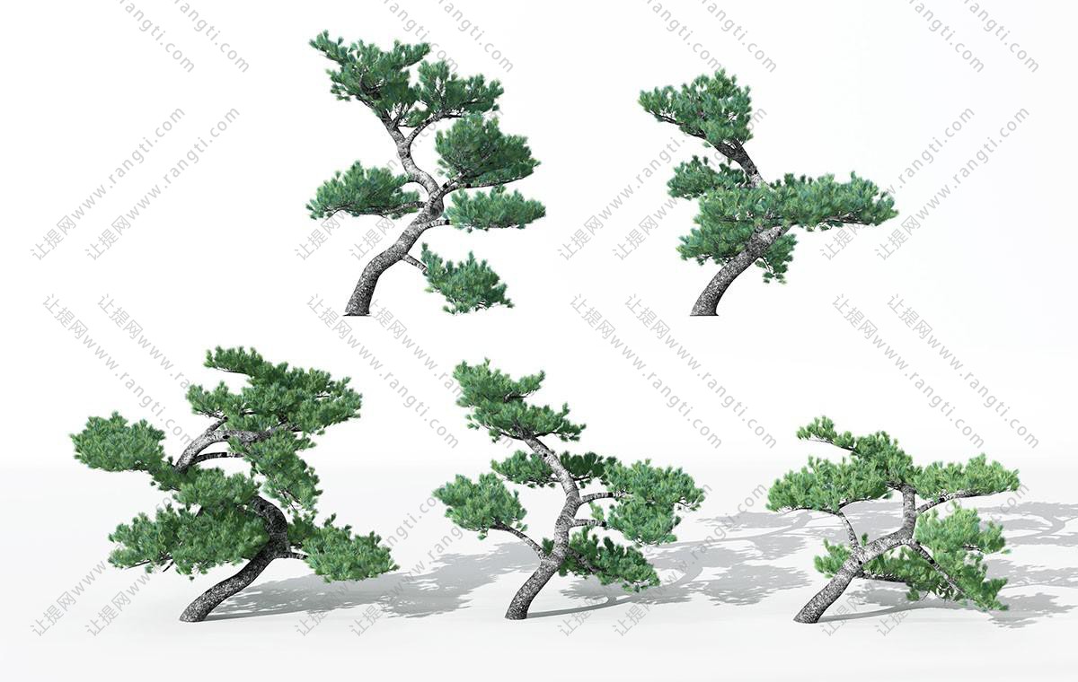 弯曲倒地的松树 景观树木
