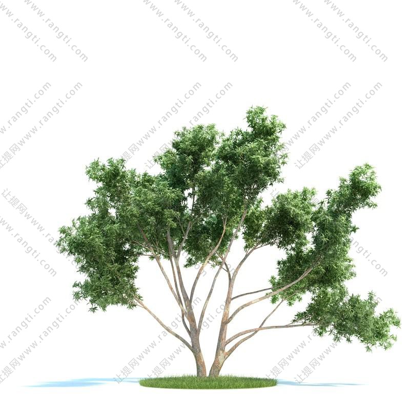 形似桉树 景观树木