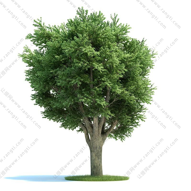 茂密白蜡树景观树木