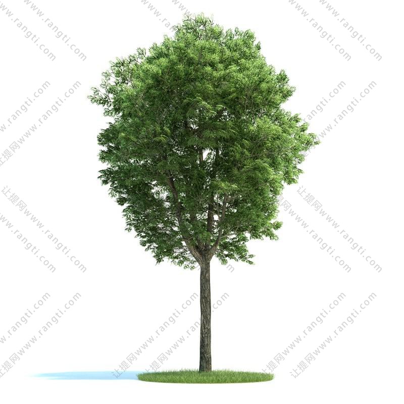 皂荚树景观树木