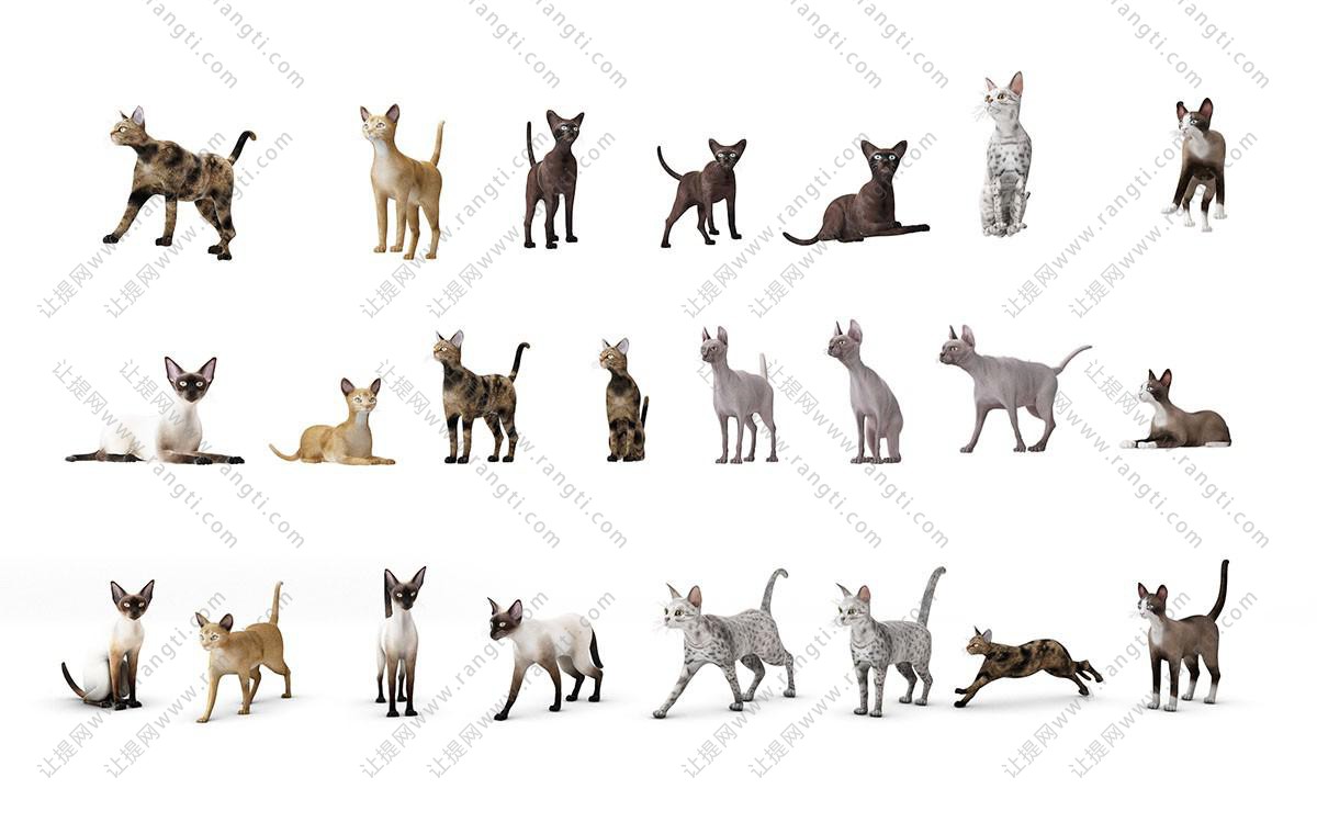 卧着的猫、站立的猫、奔跑的猫及行走的猫