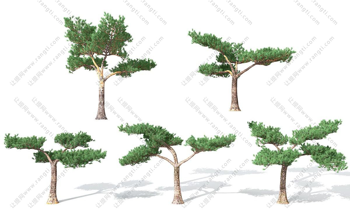 类似柏木 景观树木