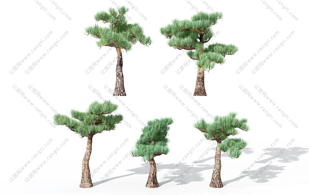 朝上长的针形叶松树 景观树木