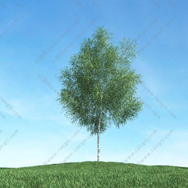 形似榆树的景观树木