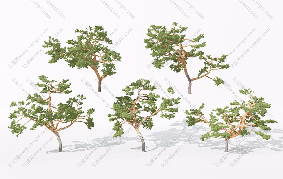 枝叶稀疏的松树 景观树木