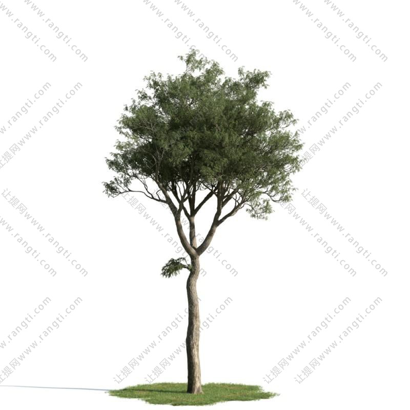 粗枝分叉、形似榉树的景观树木