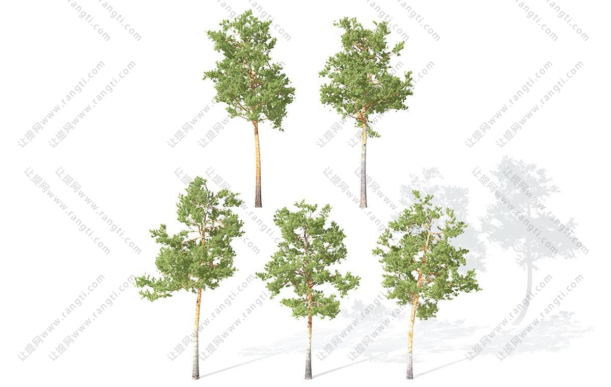 形似瓜栗树的高杆景观树木
