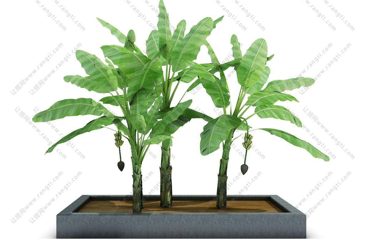 景观树木之长着长圆形叶子的热带香蕉树